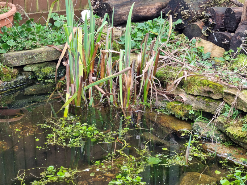 pond underliner